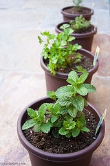 Growing Your Herbs