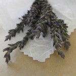 Lavender Infusion