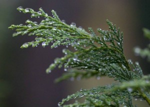 Holistic Winter Survival Tips: Cypress