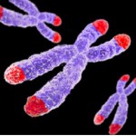 telomeres